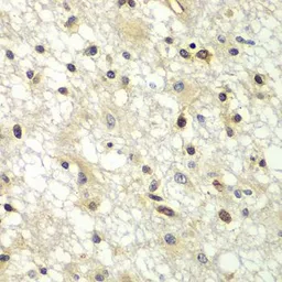 Anti-ZBTB48 antibody used in IHC (Paraffin sections) (IHC-P). GTX32978