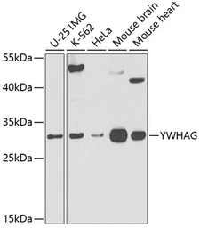 Anti-14-3-3 gamma antibody used in Western Blot (WB). GTX32982
