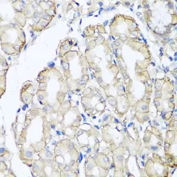 Anti-AHCYL1 antibody used in IHC (Paraffin sections) (IHC-P). GTX32996