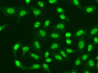 Anti-Aprataxin antibody used in Immunocytochemistry/ Immunofluorescence (ICC/IF). GTX33016