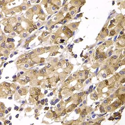 Anti-ASMTL antibody used in IHC (Paraffin sections) (IHC-P). GTX33021