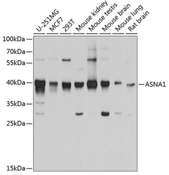 Anti-ASNA1 antibody used in Western Blot (WB). GTX33022