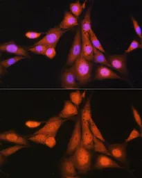 Anti-ASNA1 antibody used in Immunocytochemistry/ Immunofluorescence (ICC/IF). GTX33022