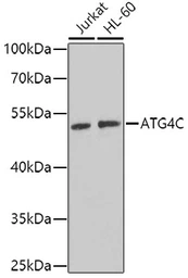 Anti-ATG4C antibody used in Western Blot (WB). GTX33024