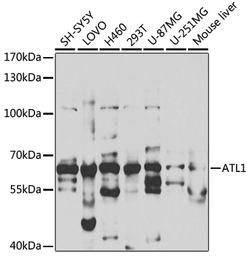 Anti-ATL1 antibody used in Western Blot (WB). GTX33027