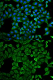 Anti-ATL1 antibody used in Immunocytochemistry/ Immunofluorescence (ICC/IF). GTX33027
