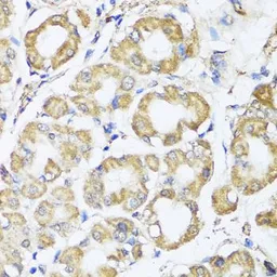Anti-B9D1 antibody used in IHC (Paraffin sections) (IHC-P). GTX33030