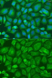 Anti-BAG2 antibody used in Immunocytochemistry/ Immunofluorescence (ICC/IF). GTX33033