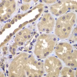 Anti-BAG2 antibody used in IHC (Paraffin sections) (IHC-P). GTX33033