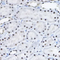 Anti-BCAS2 antibody used in IHC (Paraffin sections) (IHC-P). GTX33035