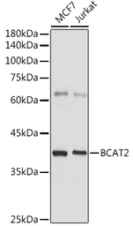 Anti-BCAT2 antibody used in Western Blot (WB). GTX33036
