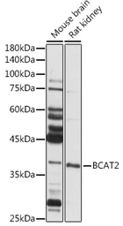 Anti-BCAT2 antibody used in Western Blot (WB). GTX33036