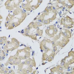Anti-BPGM antibody used in IHC (Paraffin sections) (IHC-P). GTX33041