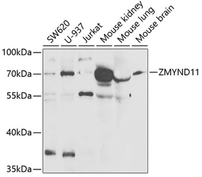 Anti-BS69 antibody used in Western Blot (WB). GTX33044