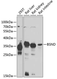Anti-BSND antibody used in Western Blot (WB). GTX33045