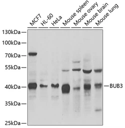 Anti-BUB3 antibody used in Western Blot (WB). GTX33047