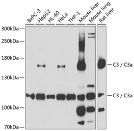 Anti-C3 / C3c antibody used in Western Blot (WB). GTX33050