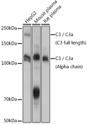 Anti-C3 / C3c antibody used in Western Blot (WB). GTX33050