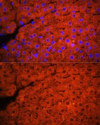 Anti-C3 / C3c antibody used in IHC (Paraffin sections) (IHC-P). GTX33050