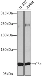 Anti-C5 / C5b antibody used in Western Blot (WB). GTX33052