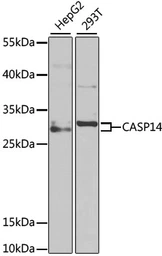 Anti-Caspase 14 antibody used in Western Blot (WB). GTX33063