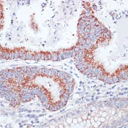 Anti-CD71 antibody used in IHC (Paraffin sections) (IHC-P). GTX33080