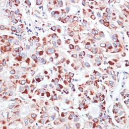 Anti-CD71 antibody used in IHC (Paraffin sections) (IHC-P). GTX33080