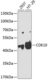 Anti-CDK10 antibody used in Western Blot (WB). GTX33084