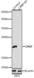 Anti-CIRBP antibody used in Western Blot (WB). GTX33096