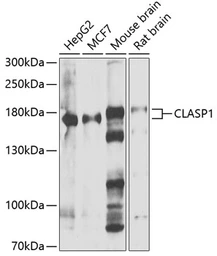 Anti-CLASP1 antibody used in Western Blot (WB). GTX33099