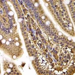Anti-CLASP1 antibody used in IHC (Paraffin sections) (IHC-P). GTX33099