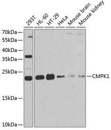 Anti-CMPK1 antibody used in Western Blot (WB). GTX33102