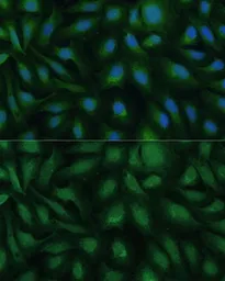 Anti-COG2 antibody used in Immunocytochemistry/ Immunofluorescence (ICC/IF). GTX33105