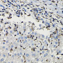 Anti-COTL1 antibody used in IHC (Paraffin sections) (IHC-P). GTX33112
