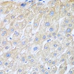 Anti-COX1 antibody used in IHC (Paraffin sections) (IHC-P). GTX33113