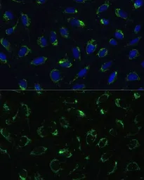 Anti-COX5B antibody used in Immunocytochemistry/ Immunofluorescence (ICC/IF). GTX33114
