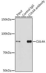Anti-Cullin 4a antibody used in Immunoprecipitation (IP). GTX33129