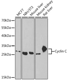 Anti-Cyclin C antibody used in Western Blot (WB). GTX33132