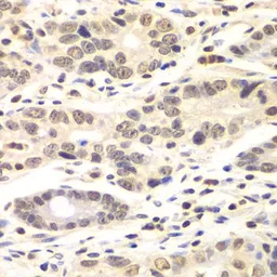 Anti-Cyclin C antibody used in IHC (Paraffin sections) (IHC-P). GTX33132