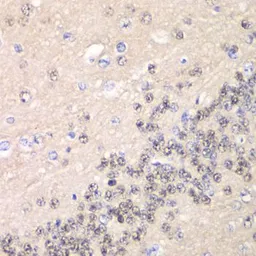 Anti-Cyclin C antibody used in IHC (Paraffin sections) (IHC-P). GTX33132