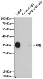 Anti-Cyclophilin E antibody used in Immunoprecipitation (IP). GTX33133