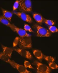 Anti-DAP5 antibody used in Immunocytochemistry/ Immunofluorescence (ICC/IF). GTX33144