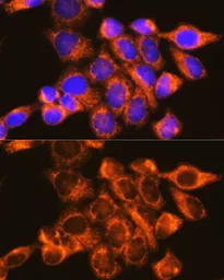 Anti-DAP5 antibody used in Immunocytochemistry/ Immunofluorescence (ICC/IF). GTX33144
