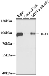 Anti-DDX1 antibody used in Immunoprecipitation (IP). GTX33149