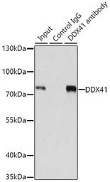 Anti-DDX41 antibody used in Immunoprecipitation (IP). GTX33151