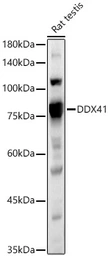Anti-DDX41 antibody used in Western Blot (WB). GTX33151