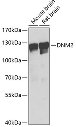 Anti-Dynamin 2 antibody used in Western Blot (WB). GTX33165