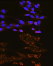 Anti-Dynamin 2 antibody used in Immunocytochemistry/ Immunofluorescence (ICC/IF). GTX33165