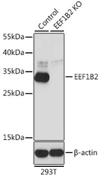 Anti-EEF1B2 antibody used in Western Blot (WB). GTX33169