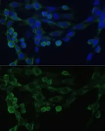 Anti-EEF1B2 antibody used in Immunocytochemistry/ Immunofluorescence (ICC/IF). GTX33169